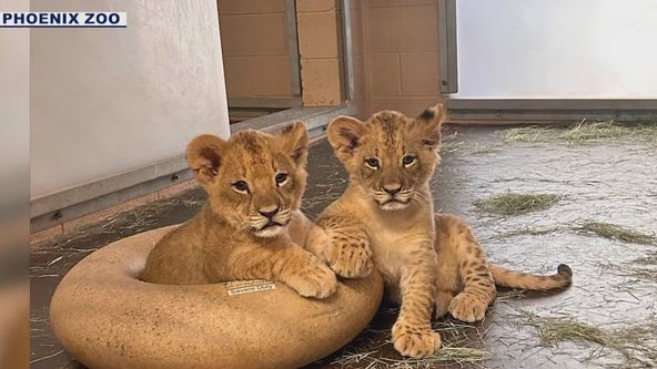 Phoenix Zoo announced the gender of 2 lion cubs