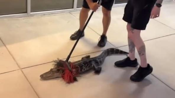 Alligator removed from Florida storefront