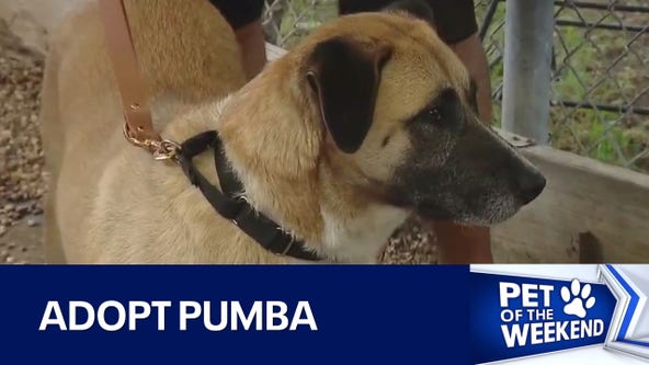 Adopt Pumba at Austin Pets Alive!