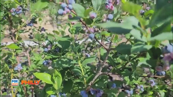 FOX Weather Philly: Blueberry farming