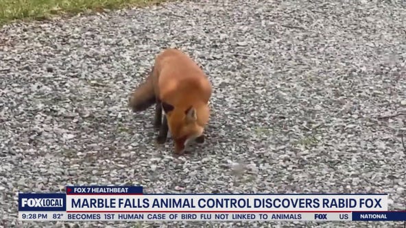 Rabid fox found in Marble Falls