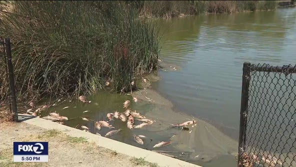 Extreme heat blamed for massive fish die-off in Bay Area lake.