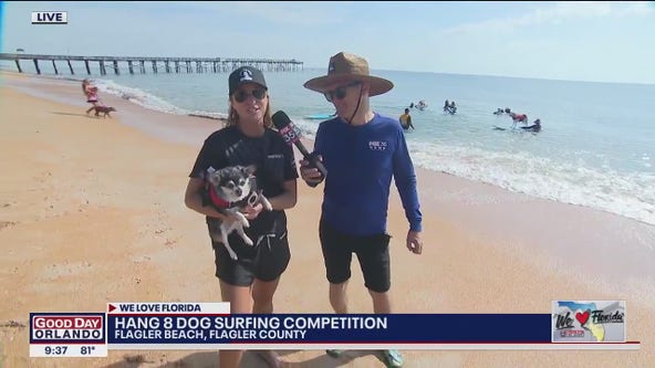 Watch Now: Dogs surfing in preparation for Flagler Beach competition