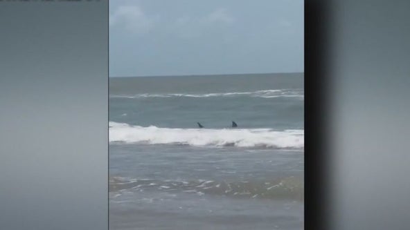 4 reported shark attacks in South Padre Island, Texas