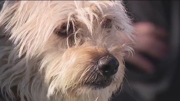 Largest pet adoption event in the state held in Berkeley