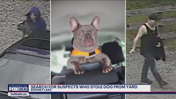 Thieves steal French Bulldog from owner's yard in Bonney Lake