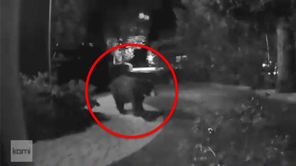 Bear spotted in Pacific Palisades neighborhood