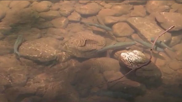 Native Arizona fish are in danger of extinction