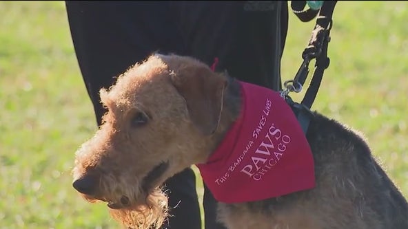 PAWS Chicago celebrates 24th annual 5K Run/Walk