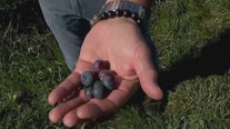Berry picking in Minnesota after wet spring