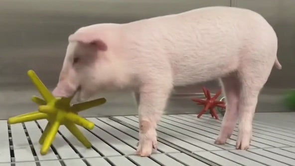 Genetically modified pigs at research farms
