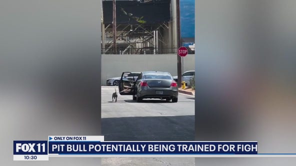 Pit bull getting walked by person inside car