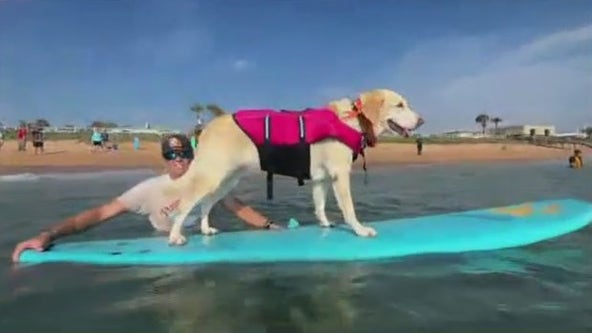 The pups are hitting the waves this weekend