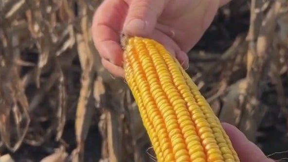 Hurricane Beryl damages promising crop for local farmers