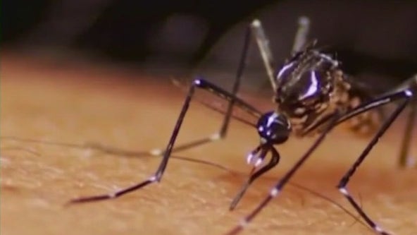 Dengue spreading in LA County