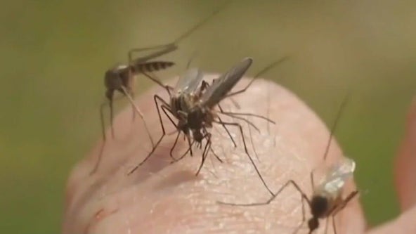 West Nile Virus detected in Williamson County