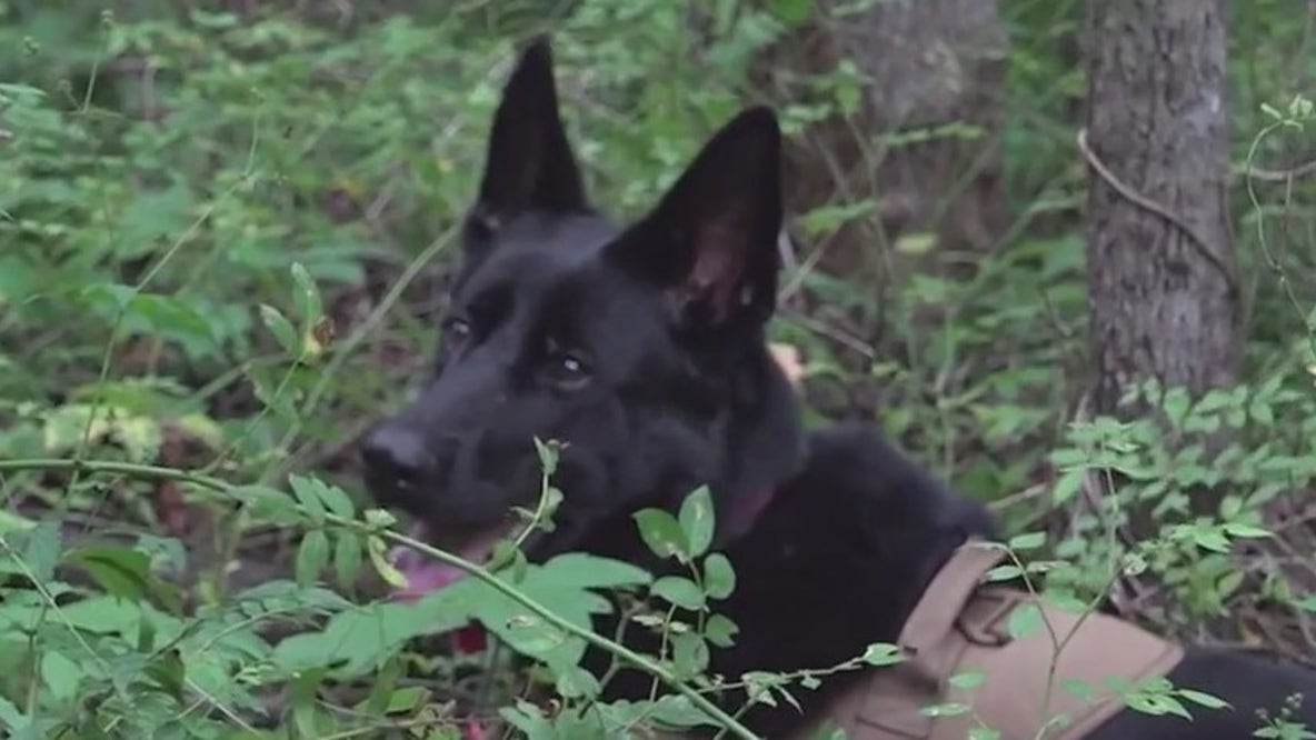 K9 cadaver dogs prove to be crucial help in finding Texas flooding victims