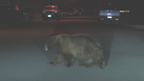 'Chonky' bear spotted in Monrovia