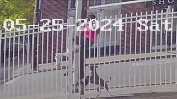 Pitbulls seen attacking San Francisco man who scales fence to survive