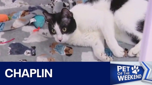 Adopt Chaplin at Austin Pets Alive!