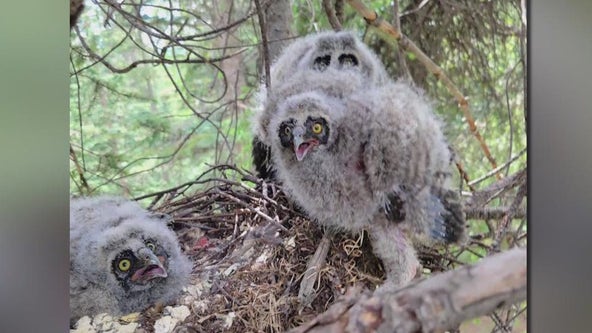 Baby owls rescued in Arizona