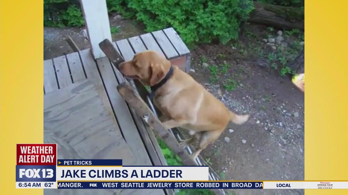 Pet Tricks for Friday, August 15