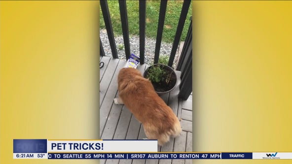 Pet Tricks for Thursday, September 19