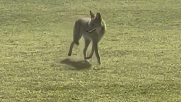 Arizona family warns of coyote danger to pets