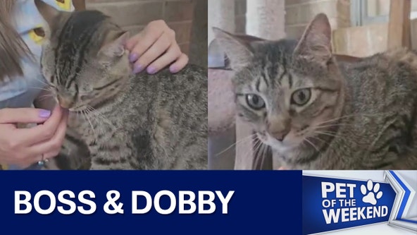Meet Dobby & Boss at Texas Humane Heroes
