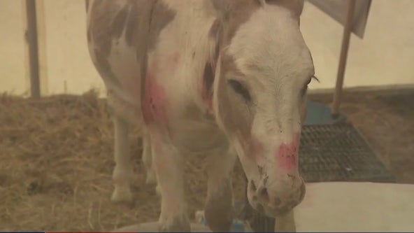 Livestock in Lockhart being attacked