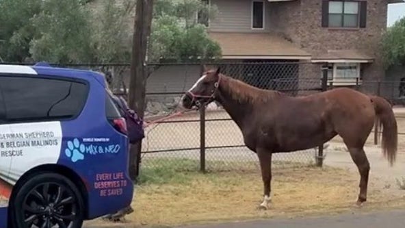 Good Samaritans rescue loose horse in Glendale