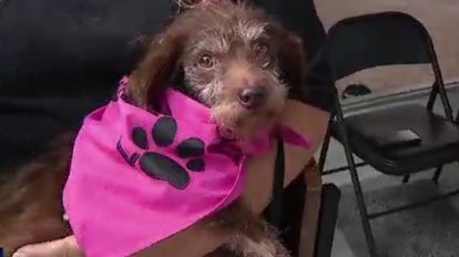 Zip Trips: Animals of Castro Valley with Paws That Matter