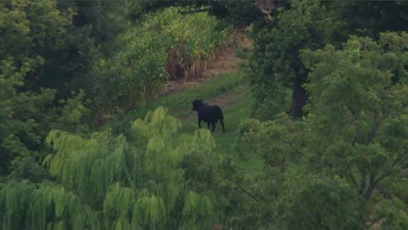 Bull on the loose in McHenry County