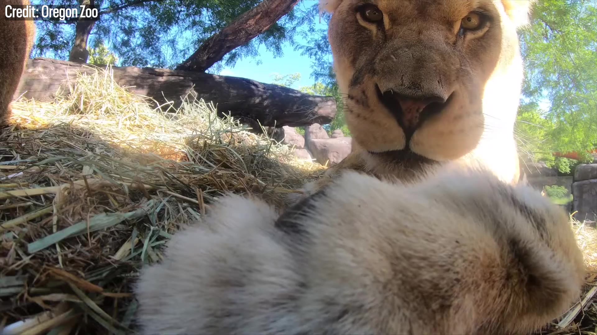 Zoo lions find hidden camera: 'Didn't stay hidden for long!"