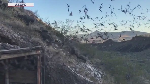 Bat swarm seen on Phoenix weather radar