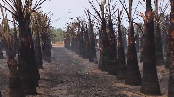 Fire burns palm tree nursery in Laveen