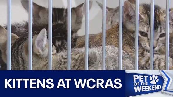 Kittens at WCRAS
