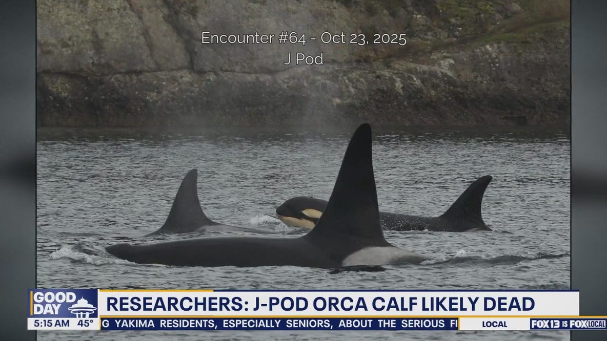 J-Pod orca calf in WA believed to be dead.
