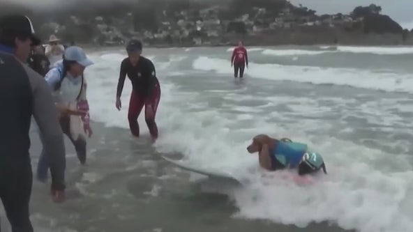 World Dog Surfing Championships attracts hundreds