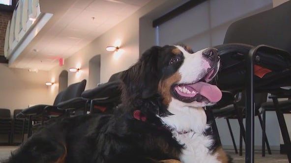 Four-legged friend welcomes back EVIT students