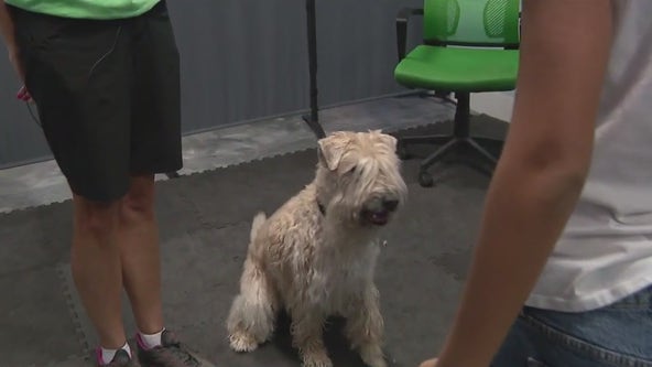 AZ pet resort offers dog training for kids