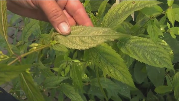 Moderate drought declared across Chicago area: Here's how to protect your garden