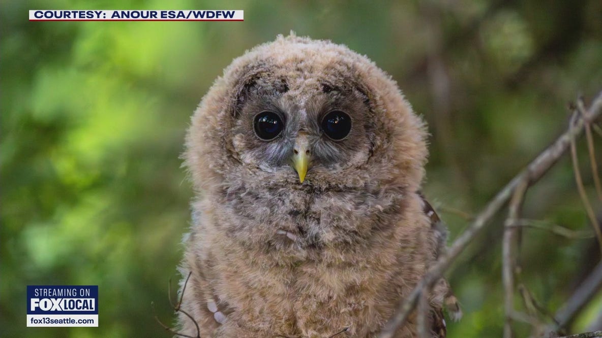 Controversial plan to kill thousands of owls along West Coast