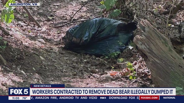 Dead bear illegally dumped in Arlington