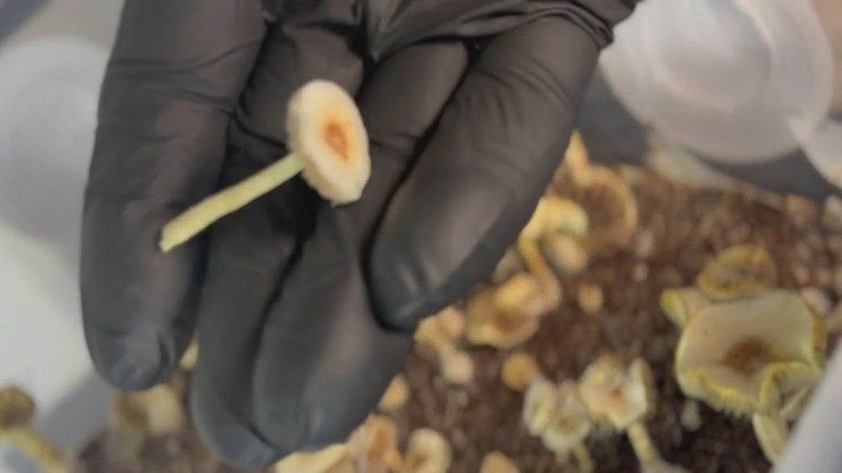 What does the future of psychedelics look like?