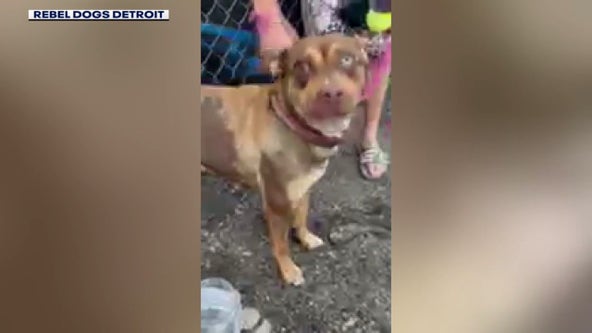 Dog left tied up to gate, hungry in Detroit