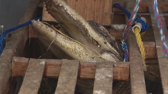 Wellness check leads to alligator discovery