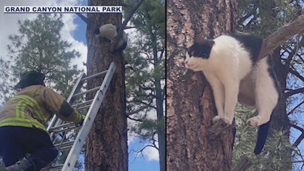 Archie the cat rescued from tree in Grand Canyon