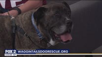 Waggin' Tails Dog Rescue