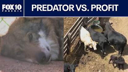 Conservation vs. commerce: The fight over Arizona's wolf population